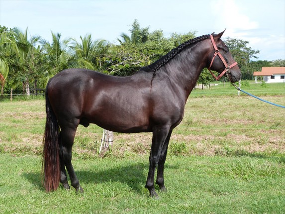 NORMANDO